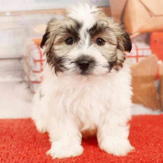 Havanese