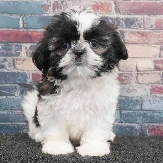 Shih Tzu