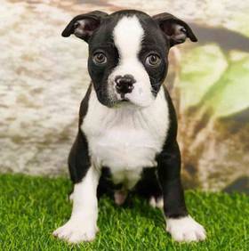 Boston Terrier