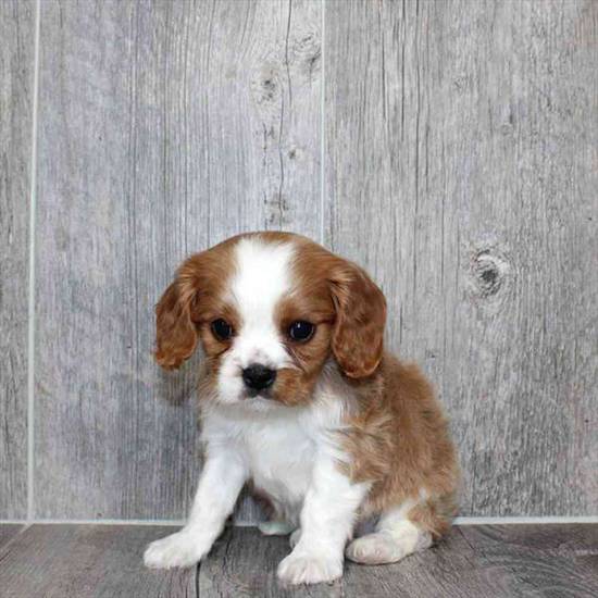 Cavalier King Charles Spaniel