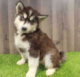 Siberian Husky