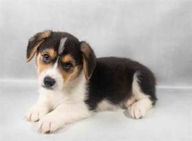 Pembroke Welsh Corgi