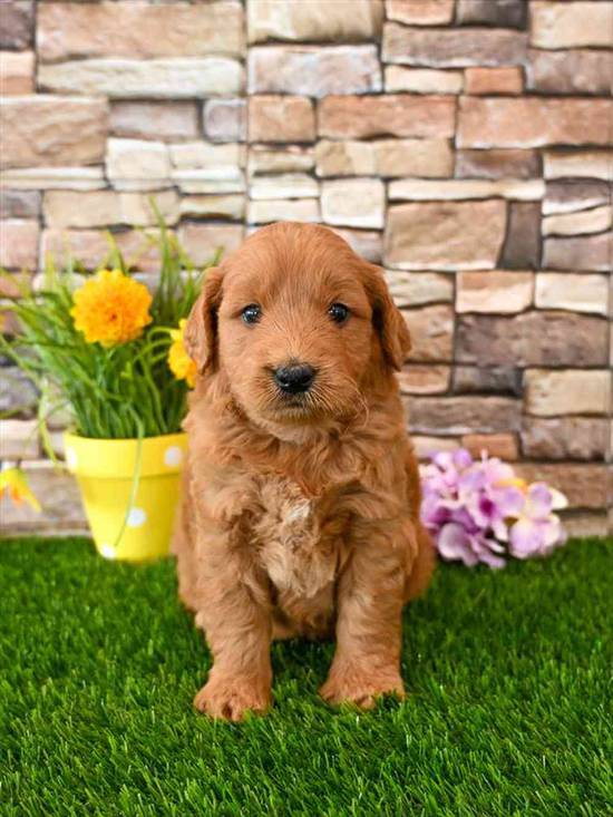 Mini Goldendoodle