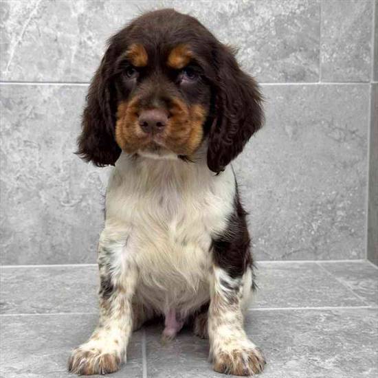 English Springer Spaniel