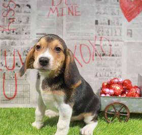 Beagle