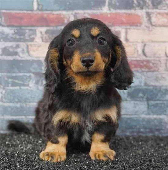 Dachshund