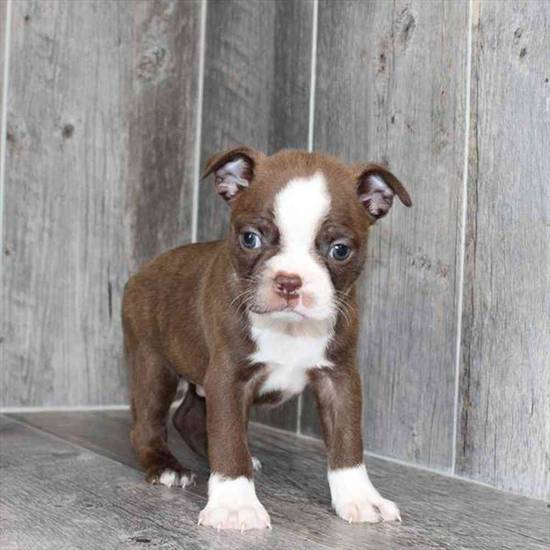 Boston Terrier