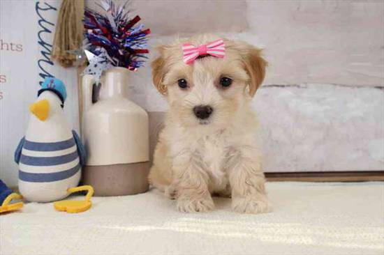 Maltipoo