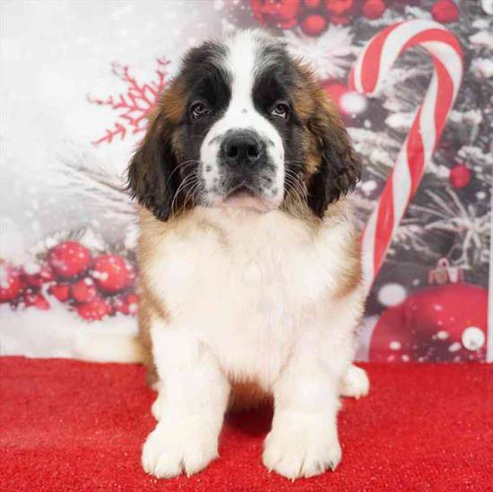 Saint Bernard