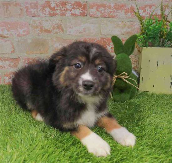 Miniature Australian Shepherd