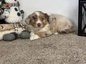 Miniature Australian Shepherd