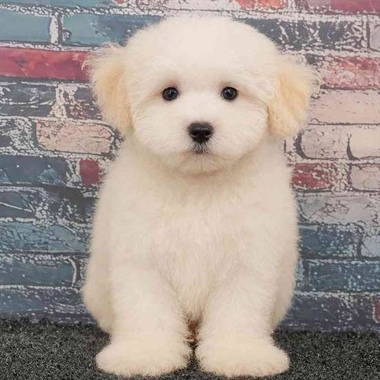 Maltipoo