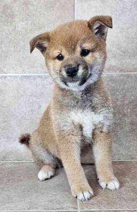 Shiba Inu