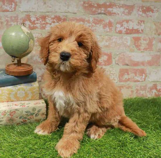 Mini Goldendoodle 2nd Gen