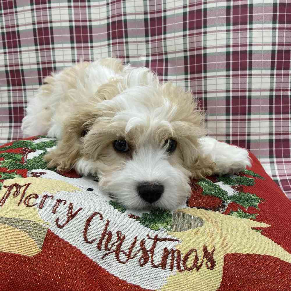 Image of a pet breed in the gallery