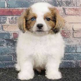 Shizapoo