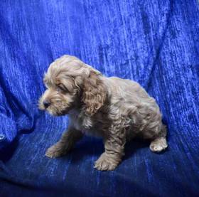 Cavapoo