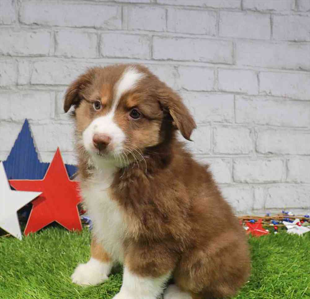 Image of a pet breed in the gallery