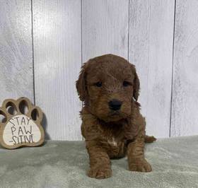 Mini Goldendoodle
