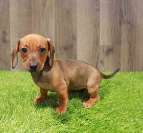 Dachshund