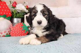 Mini Bernadoodle