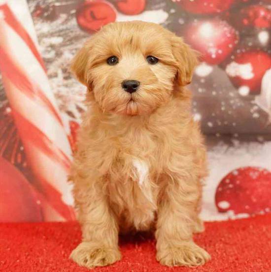 Maltipoo
