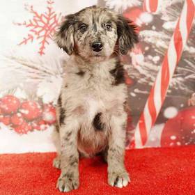 Golden Retriever-Australian Shepherd