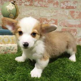 Pembroke Welsh Corgi