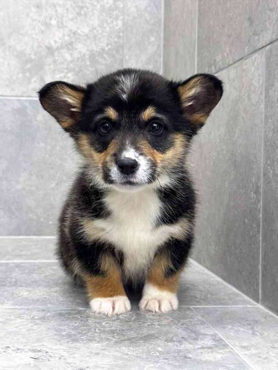 Pembroke Welsh Corgi