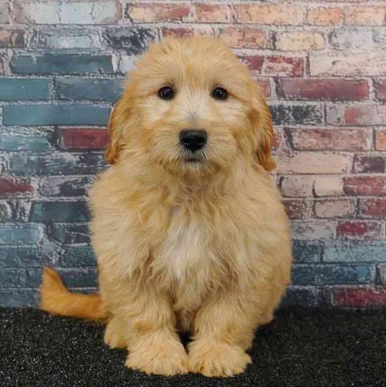 Mini Goldendoodle