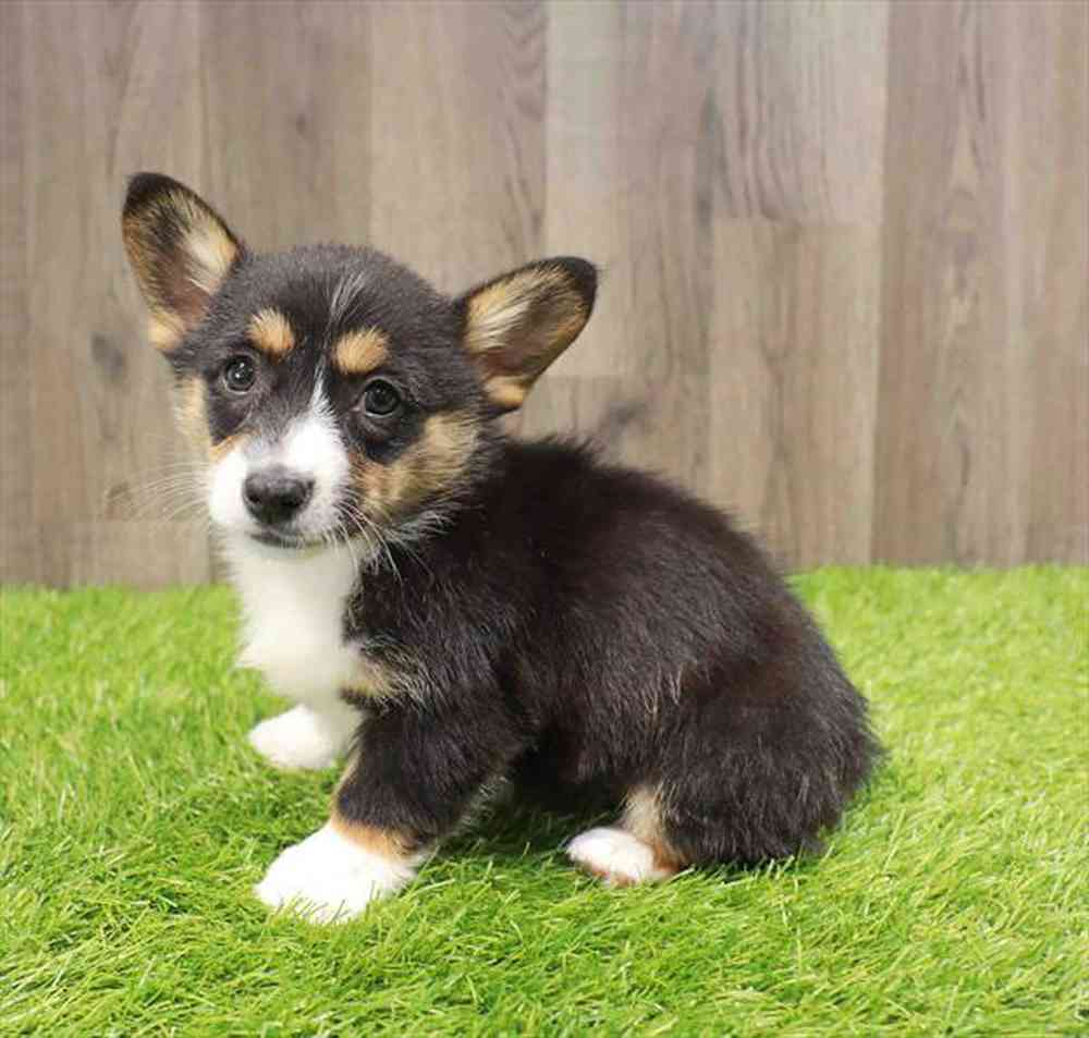 carousel pet images