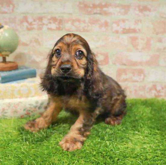 Cocker Spaniel