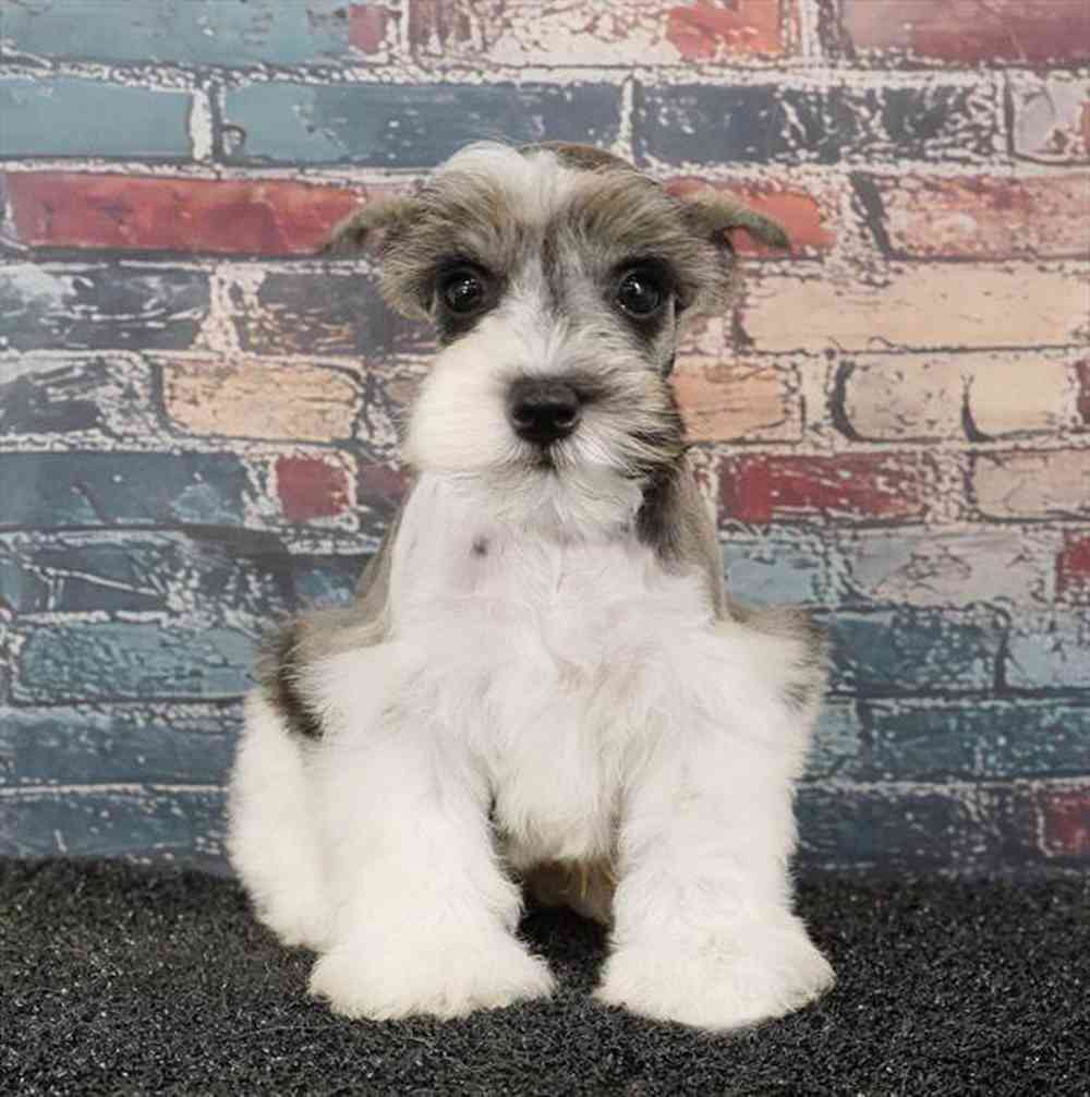 Image of a pet breed in the gallery