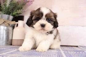 Shih Tzu