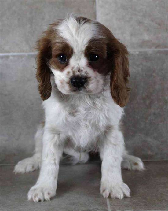 Cavalier King Charles Spaniel