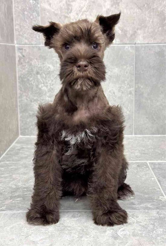 Mini Schnauzer