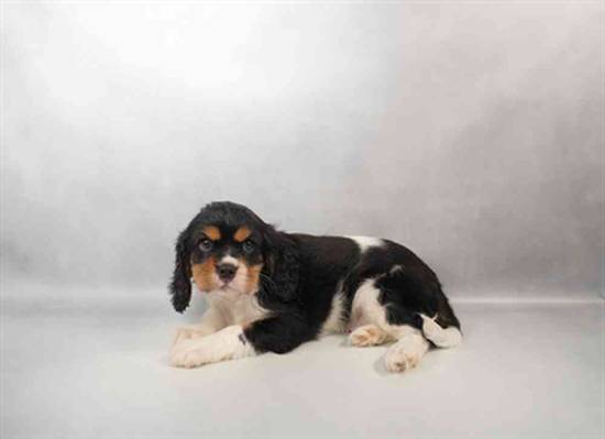 Cavalier King Charles Spaniel