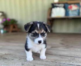 Pembroke Welsh Corgi