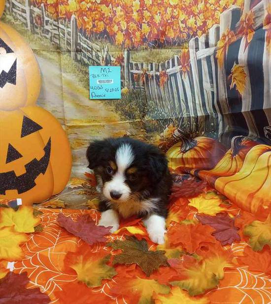 Miniature Australian Shepherd