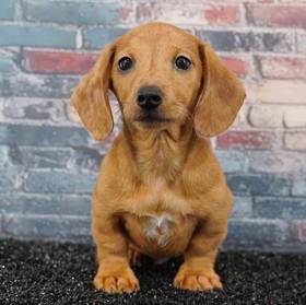 Dachshund