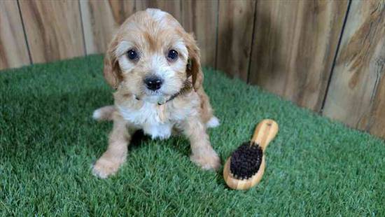 Cavapoo