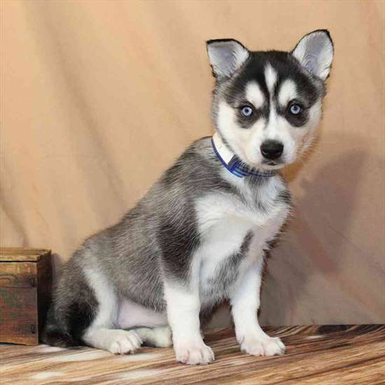 Alaskan Klee Kai
