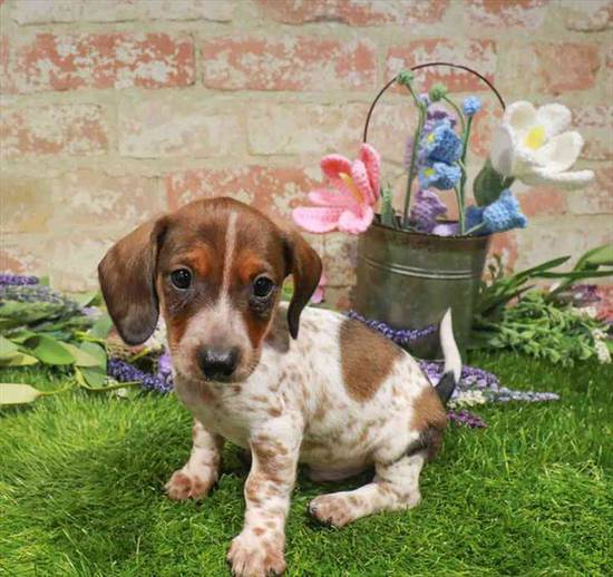 Dachshund