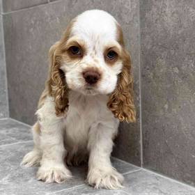 Cocker Spaniel