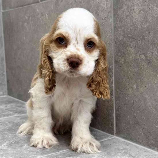 Cocker Spaniel