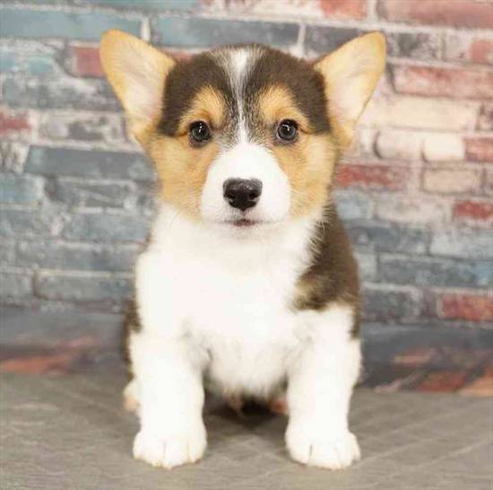 Pembroke Welsh Corgi