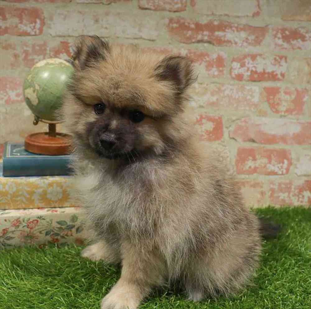 Image of a pet breed in the gallery