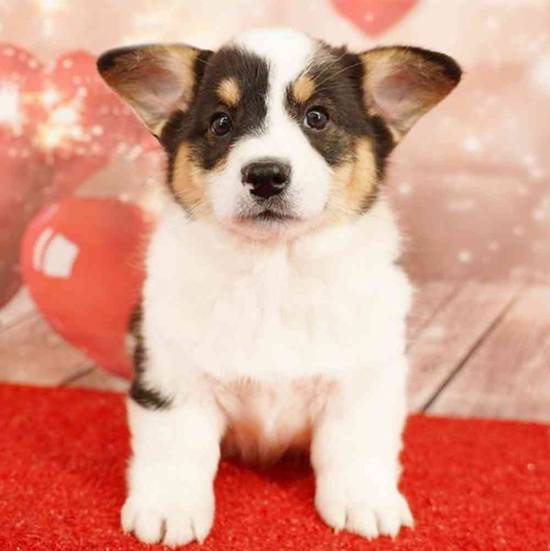 Pembroke Welsh Corgi