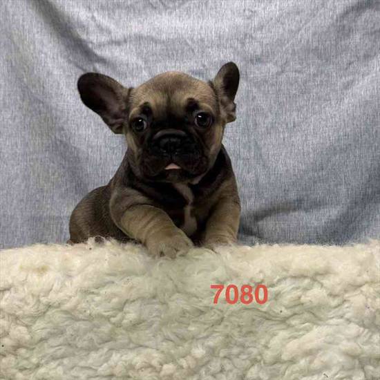 French Bulldog