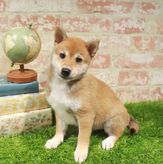 Shiba Inu